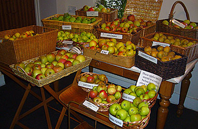 photo of apples in boxes