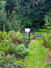 image of a man weeding a vegetable patch