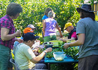 image showing people preparing gosseberries outdoors