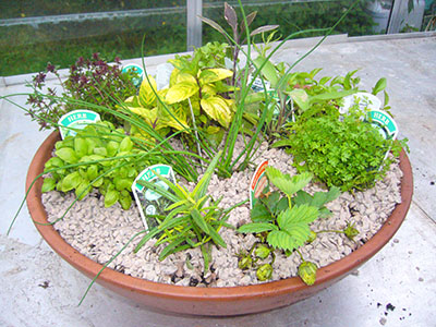 Image of a herb garden